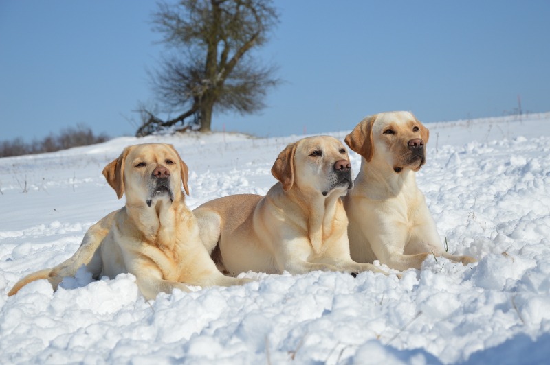 wir finden schnee toll