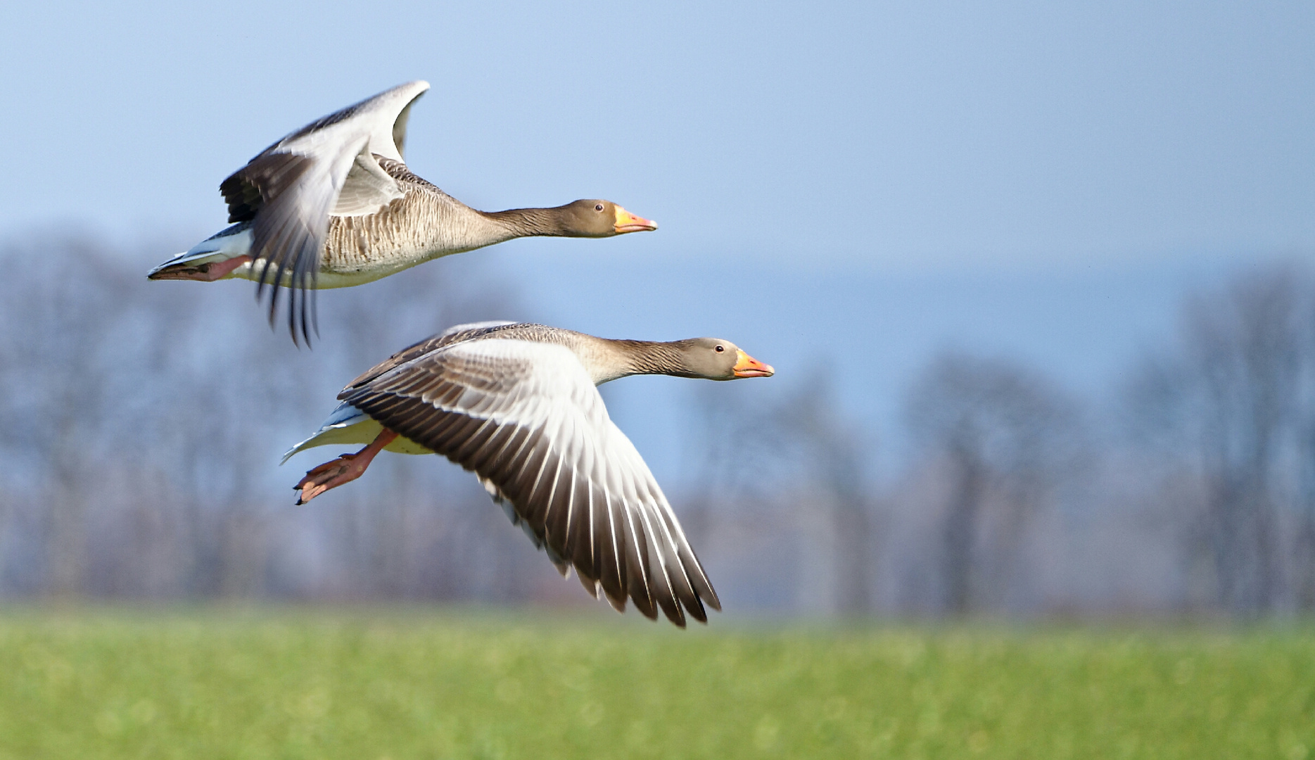 Wir fliegen dem Frühling entgegen