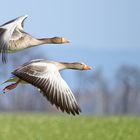 Wir fliegen dem Frühling entgegen