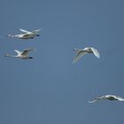 Wir fliegen schon mal vor und suchen den Frühling 