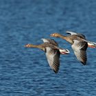 Wir fliegen über den See