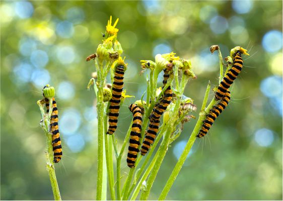 Wir fressen alles wech......