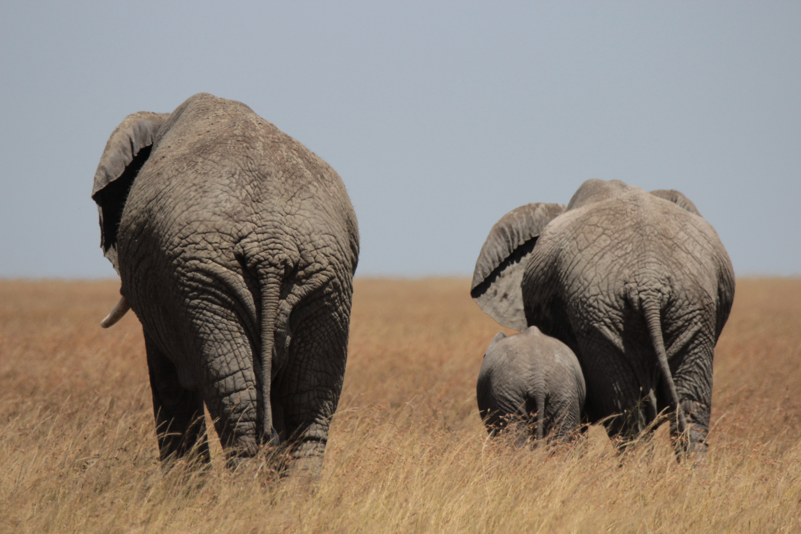 Wir gehen jetzt heim... Foto & Bild | natur, elefant, tier Bilder auf