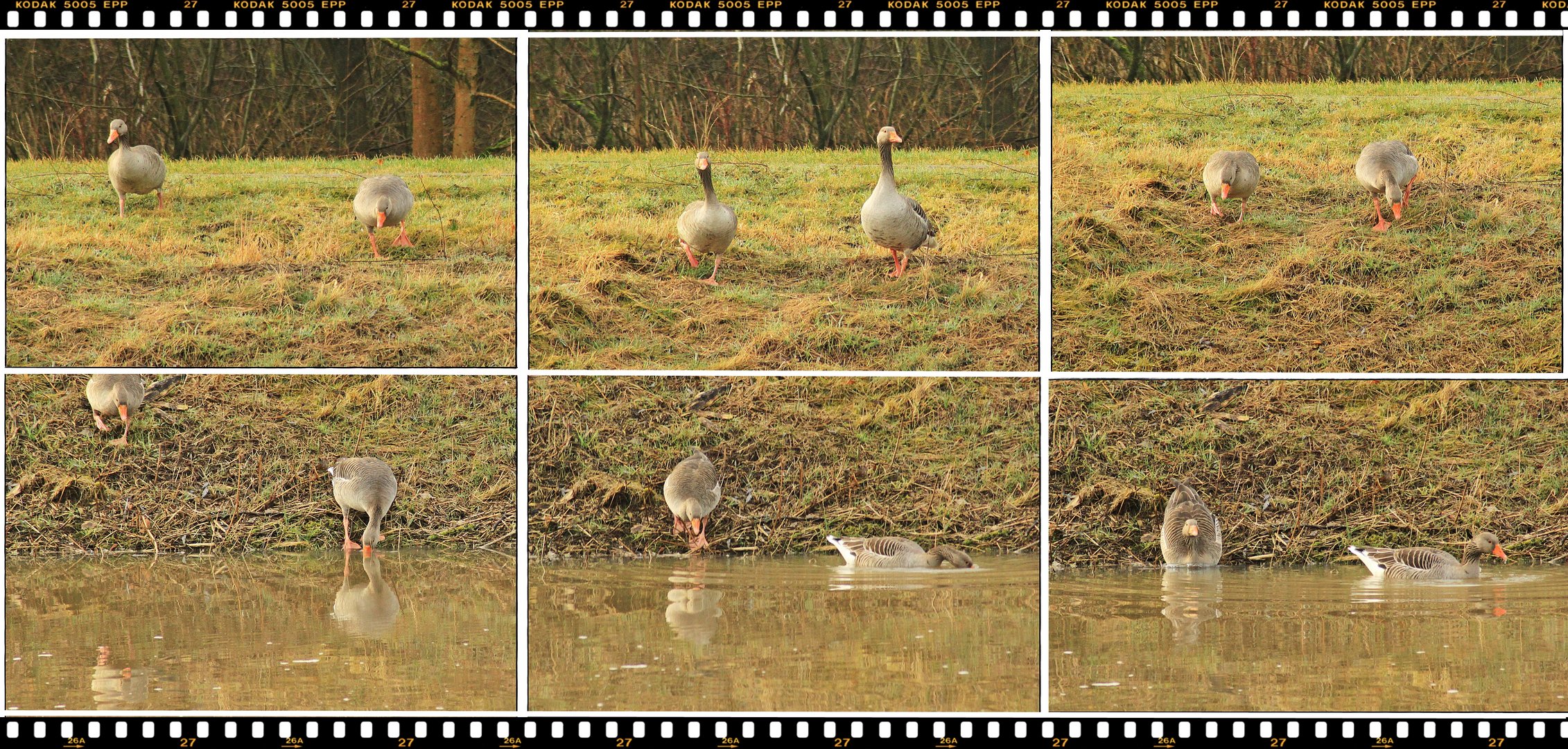 " Wir gehen lieber ins Wasser... !"