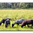 wir gehören auch  zur heide!!!