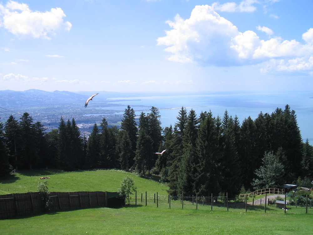 Wir Geiern über'n bodensee