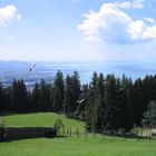 Wir Geiern über'n bodensee