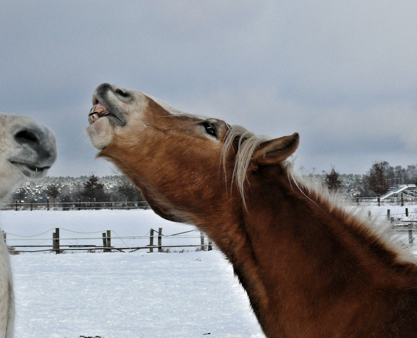 wir haben den Schnee satt !