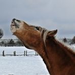 wir haben den Schnee satt !