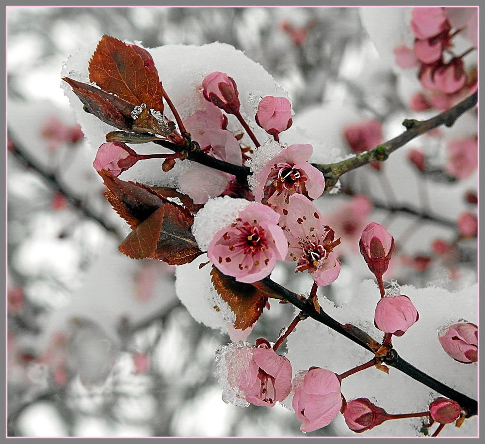 Wir haben doch Frühling, oder???