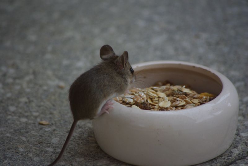 Wir haben eine Hausmaus...