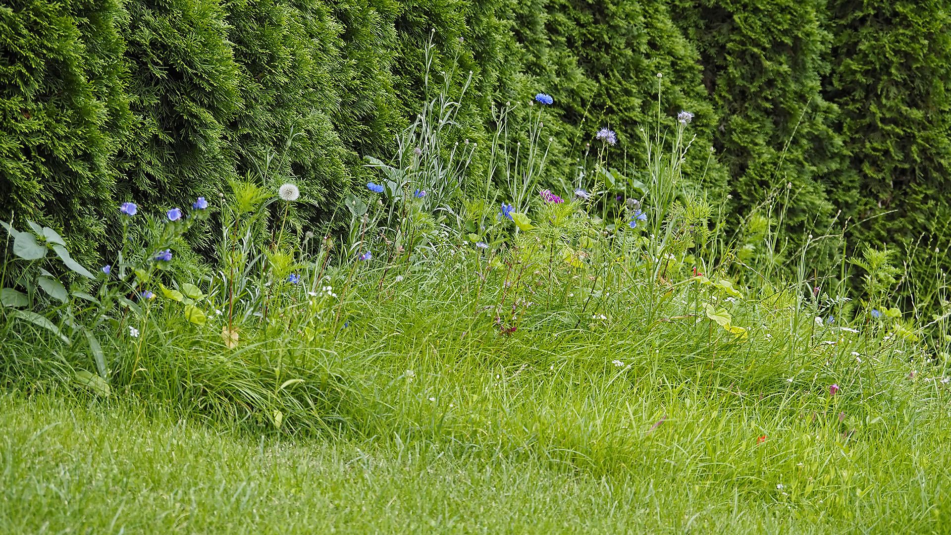 Wir haben einen Teil unseres Rasens als Insektenwiese reserviert