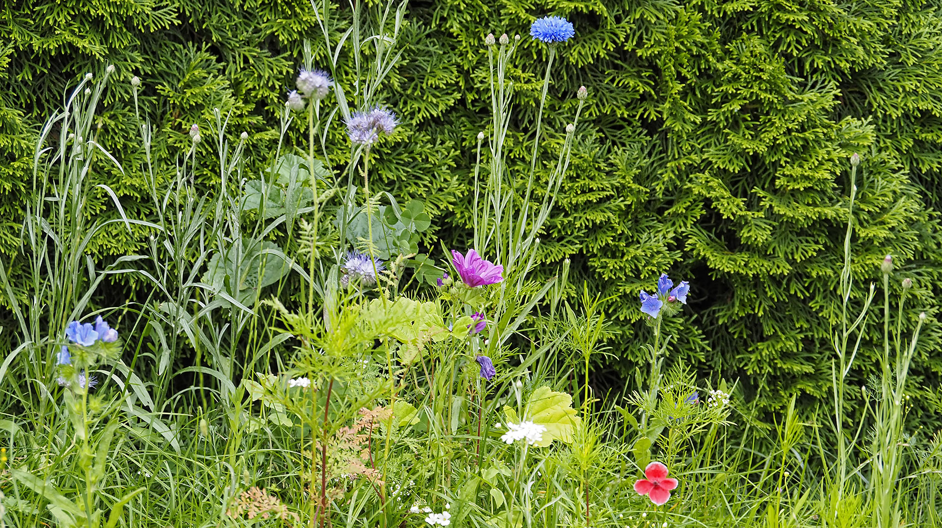 Wir haben einen Teil unseres Rasens als Insektenwiese reserviert