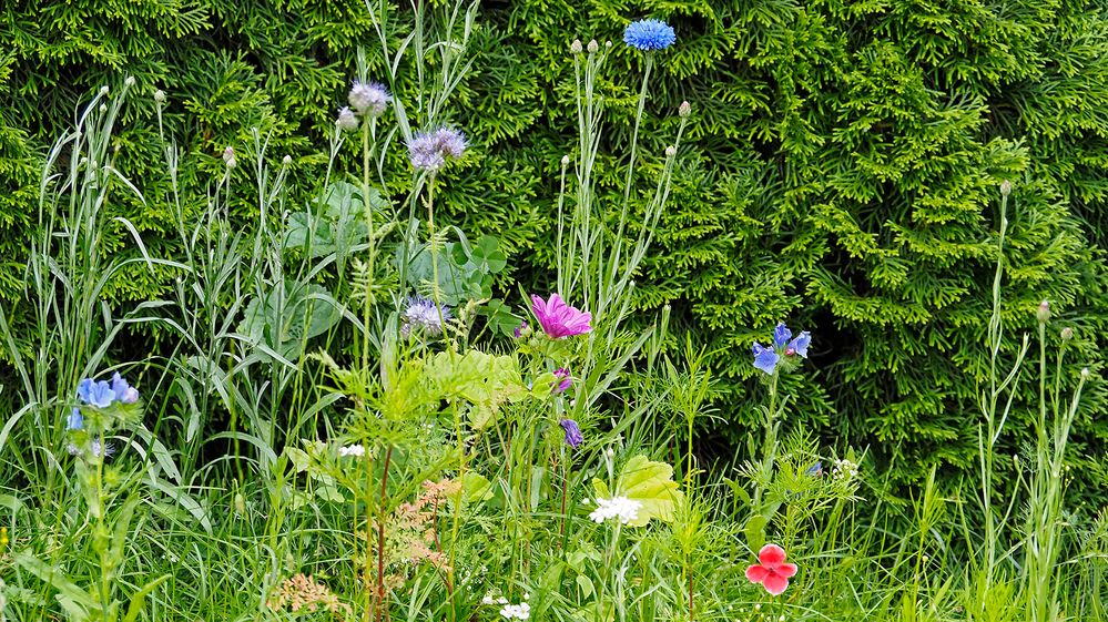 Wir haben einen Teil unseres Rasens als Insektenwiese reserviert