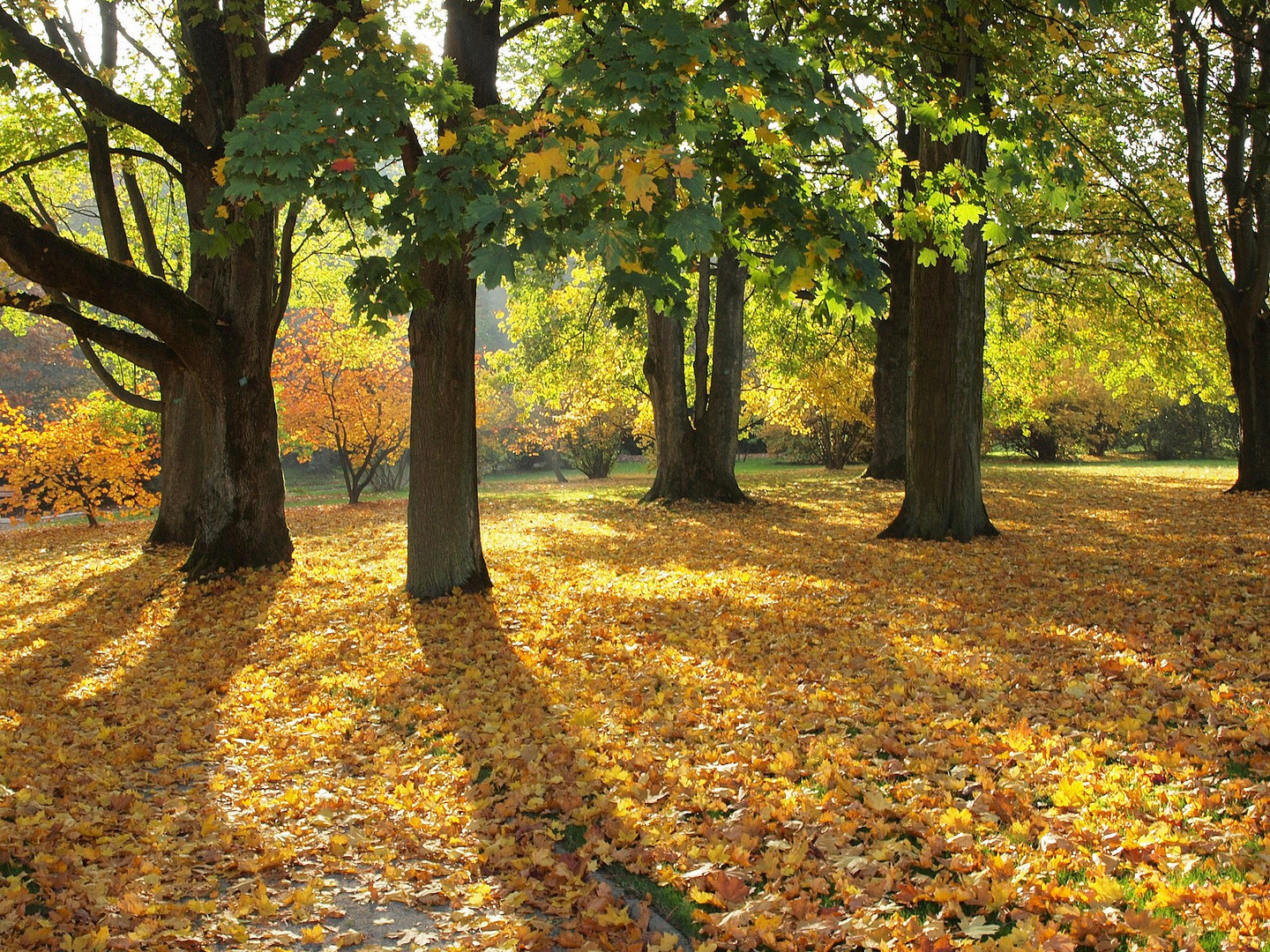 Wir haben Herbst - man kann es nicht mehr leugnen