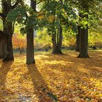 Wir haben Herbst - man kann es nicht mehr leugnen