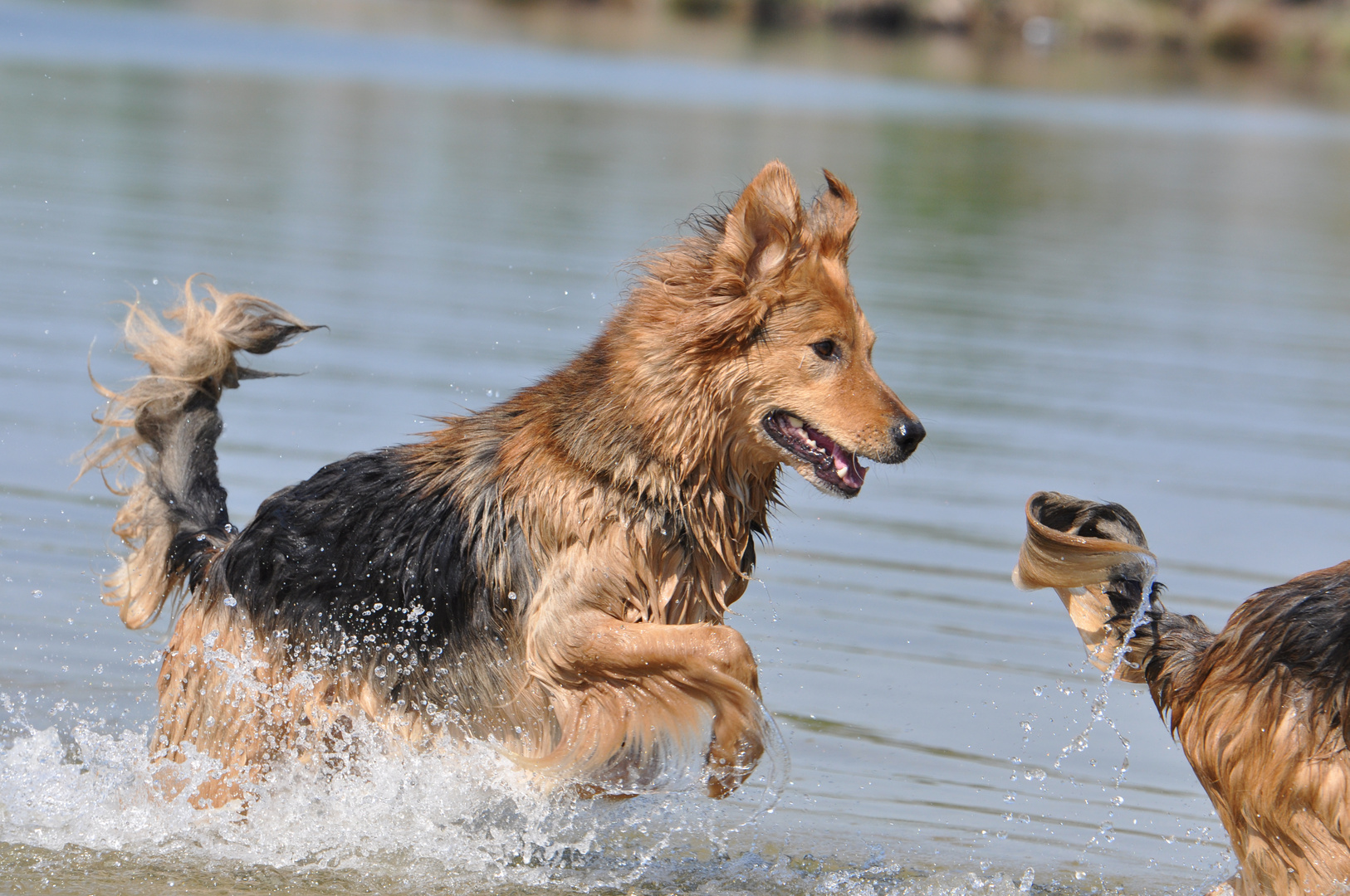 Wir haben heute die Hundebadesaison für uns eröffnet.