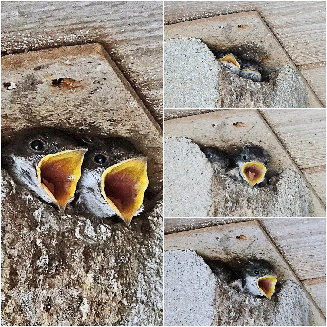 wir haben Hunger Foto & Bild | natur, tiere, wildlife Bilder auf