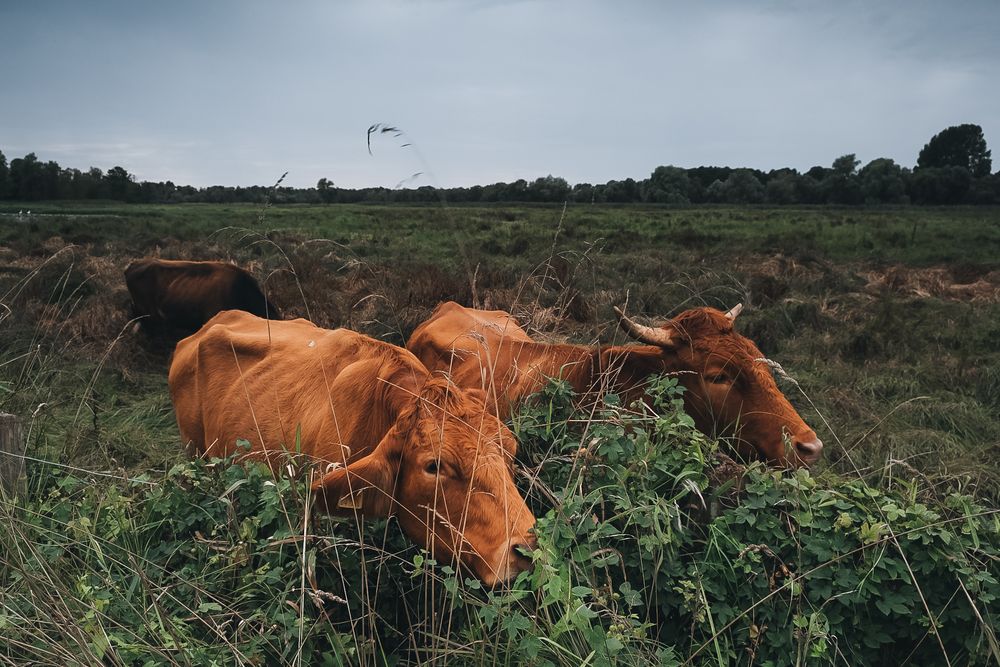 Wir haben Hunger! Foto & Bild | tiere, wildlife, säugetiere Bilder auf
