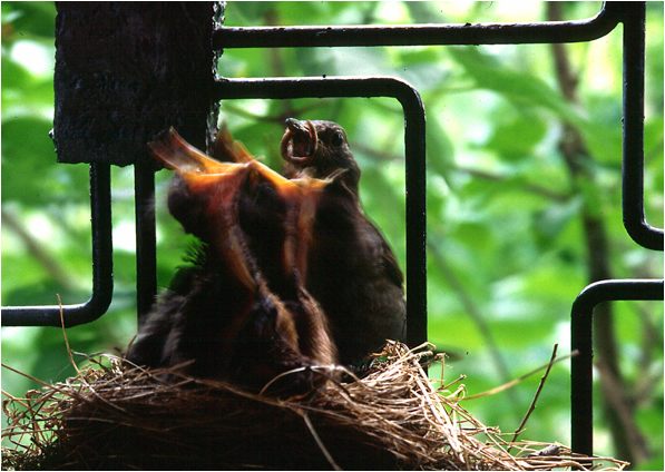 Wir haben Hunger ....!