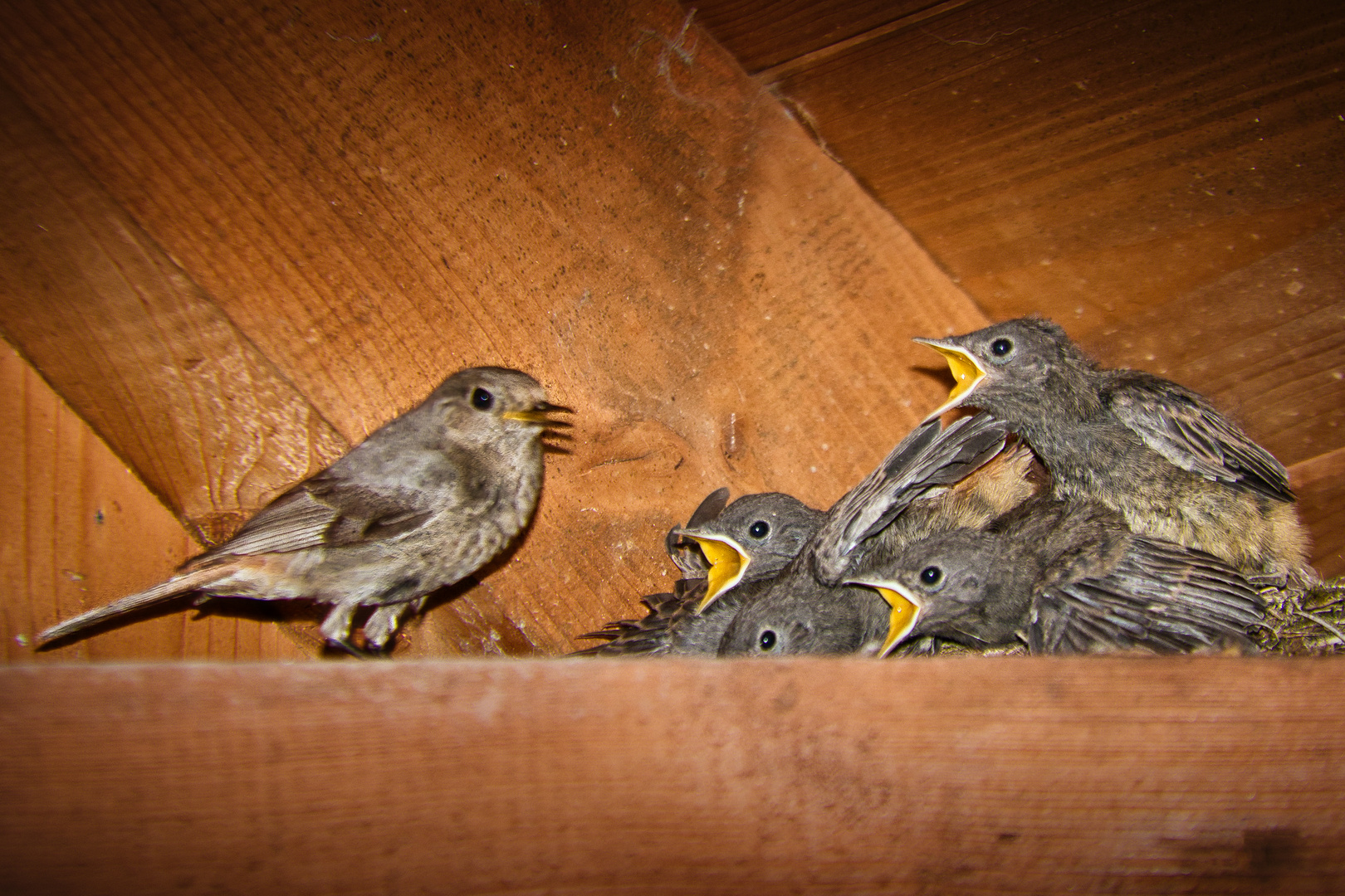 "Wir haben Hunger!" Foto & Bild | tiere, wildlife, wild lebende vögel