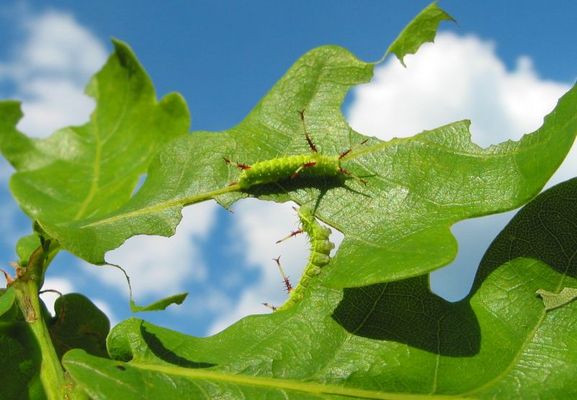 Wir haben Hunger....
