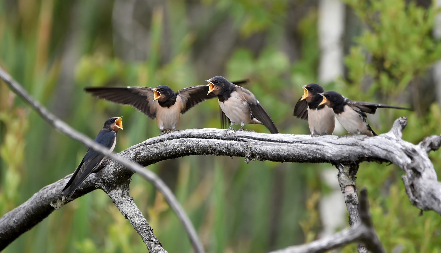 Wir haben Hunger Hunger Hunger Foto & Bild | natur, tiere, vögel Bilder