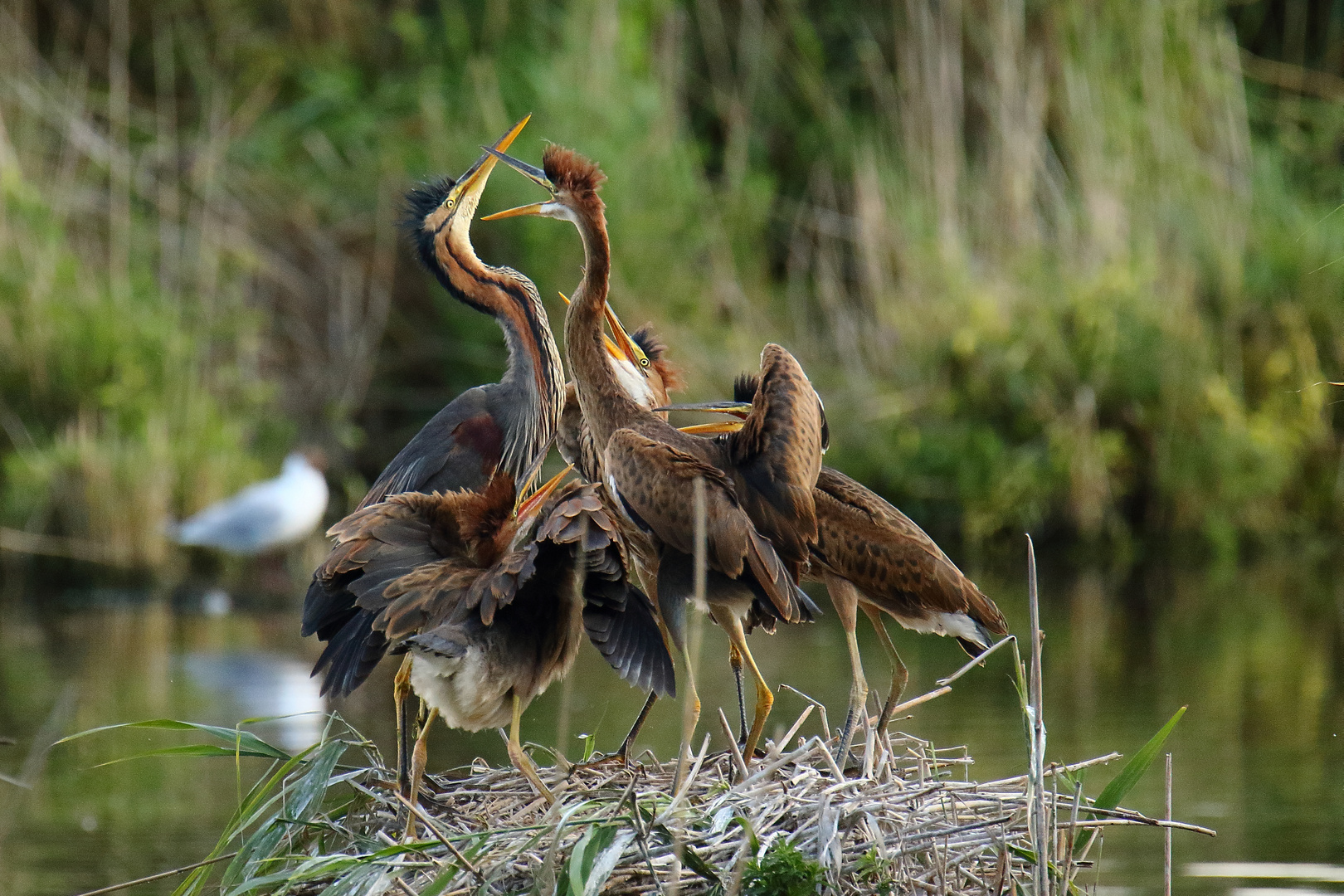 Wir haben Hunger...Hunger!! Foto & Bild | tiere, wildlife, natur Bilder