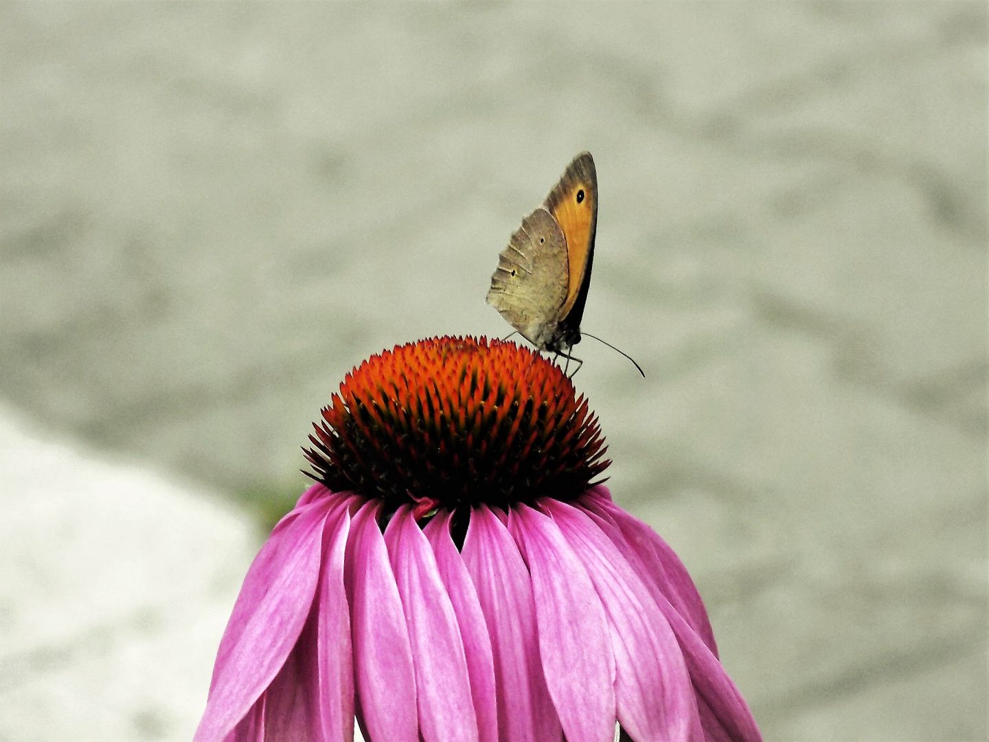 Wir haben immer noch Sommer