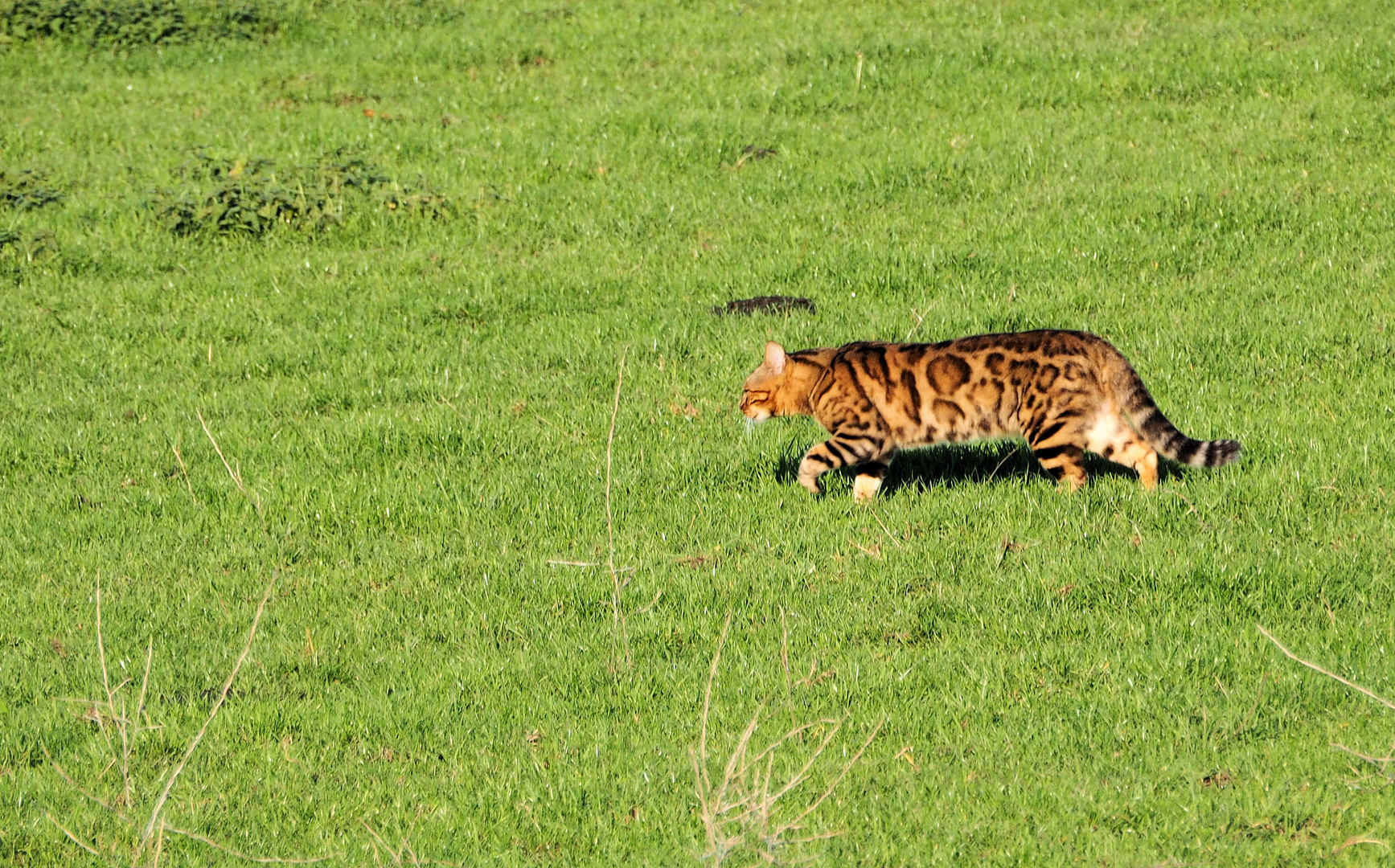 Wir haben Leoparden in Norf ...