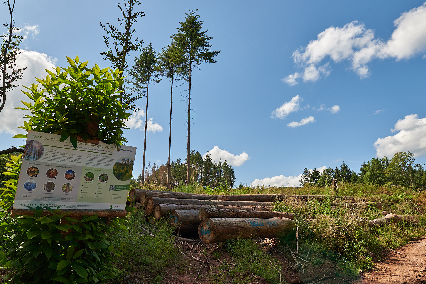 "Wir haben schon das dritte Jahr in Folge Trockenheit" Was hat der Klimawandel mit unserem Wald...