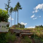 "Wir haben schon das dritte Jahr in Folge Trockenheit" Was hat der Klimawandel mit unserem Wald...