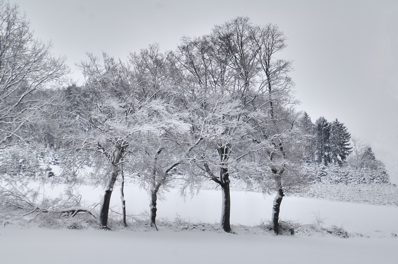 Wir haben schon Frühling?