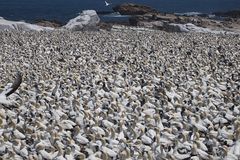 wir haben sie nicht gezählt!