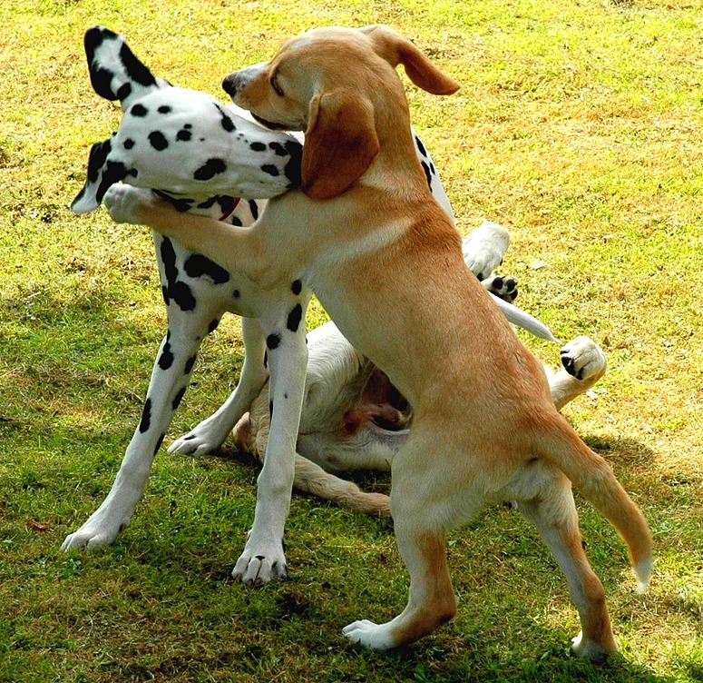 Wir haben uns in der Hundeschule kennen gelernt