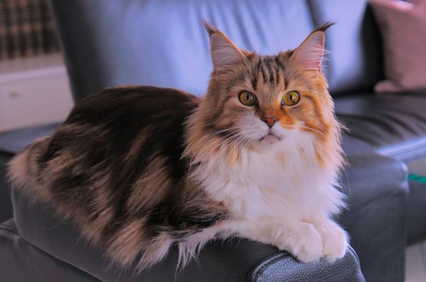 wir haben wieder Familienzuwachs, eine Main-Coon- Katze, Swetlana...