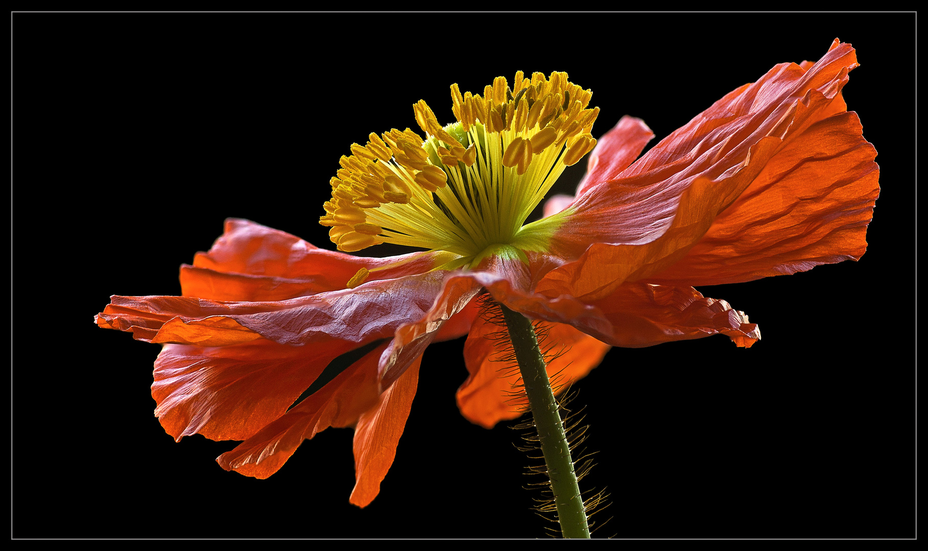 Wir Hobbyfotografen lieben den Mohn als wundervolles Motiv