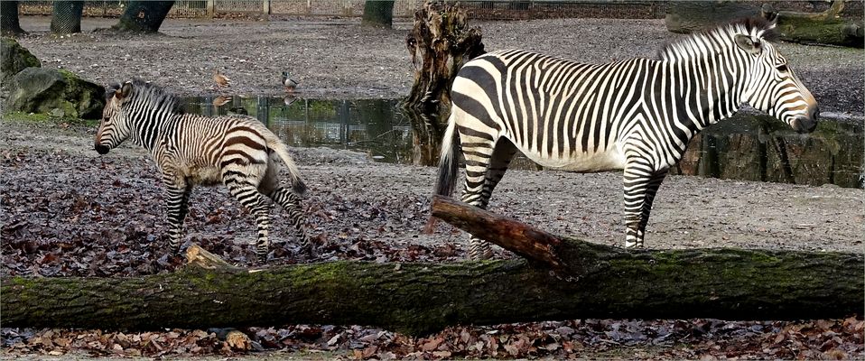 ... wir können auch anders ...
