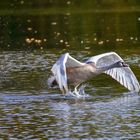 Wir können auch schon fliegen...!