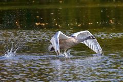 Wir können auch schon fliegen...!