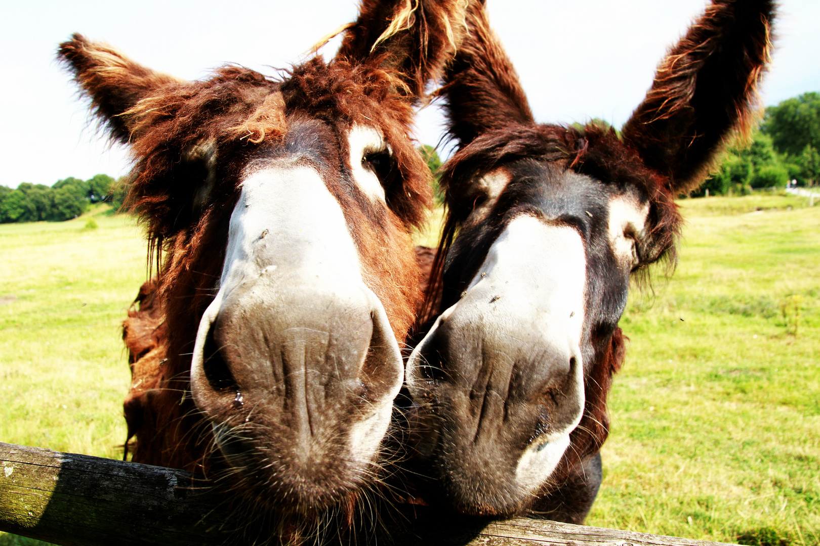 Wir kommen immer im Doppelpack