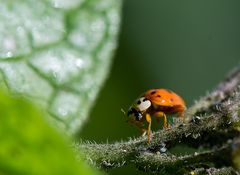 Wir krabbeln schon mal gen Frühling unbearbeitet