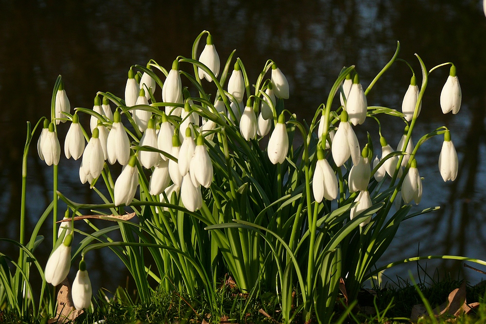 Wir läuten den Frühling ein