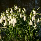 Wir läuten den Frühling ein