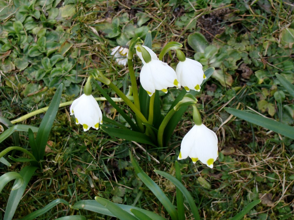 Wir läuten den Frühling ein....