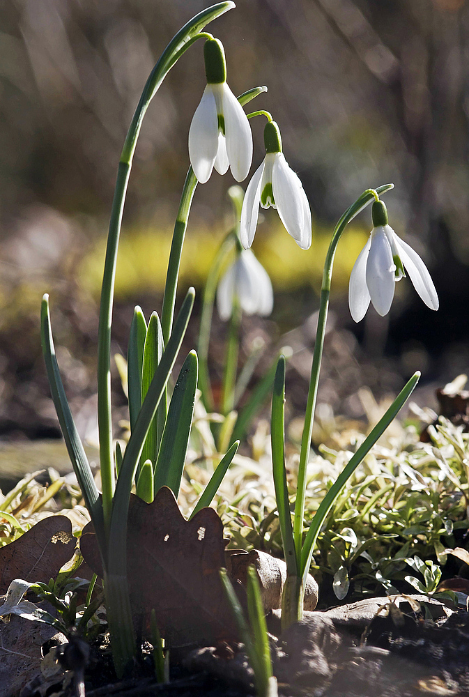 Wir läuten den Frühling ein