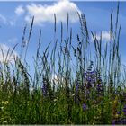 Wir lagen träumend im Gras