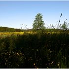 Wir lagen träumend im Gras