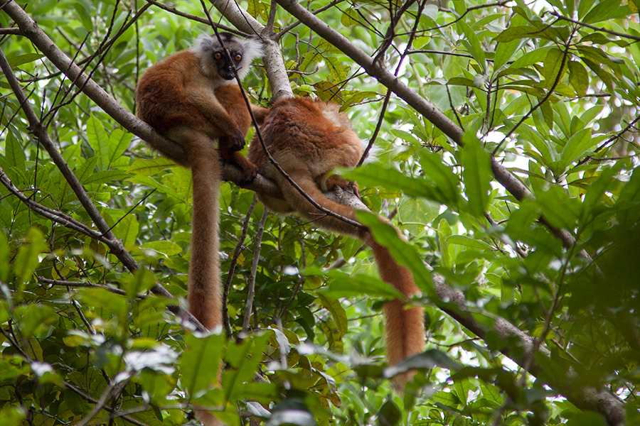 Wir lagen vor Madagaskar ... 3