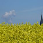 Wir lassen die Kirche im  - Rapsfeld.